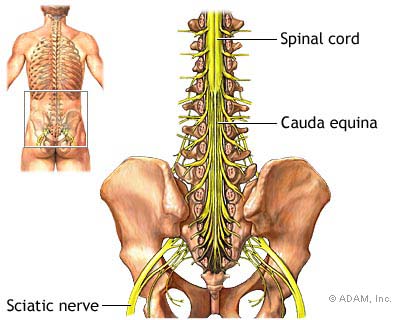 This image was adapted from The New York Times websites http://health.nytimes.com/health/guides/disease/sciatica/overview.html